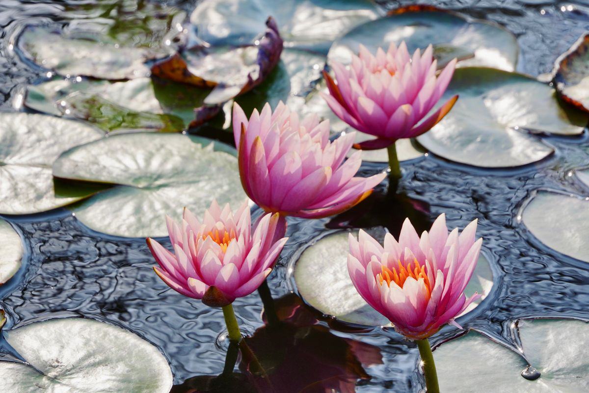 Petit bassin de jardin planté de nénuphars