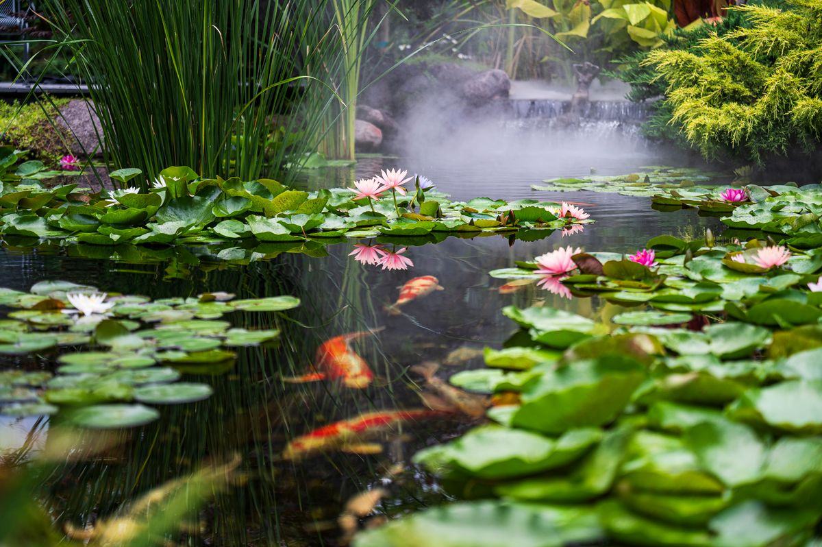 Piscine naturelle bordée de plantes aquatiques dans un jardin