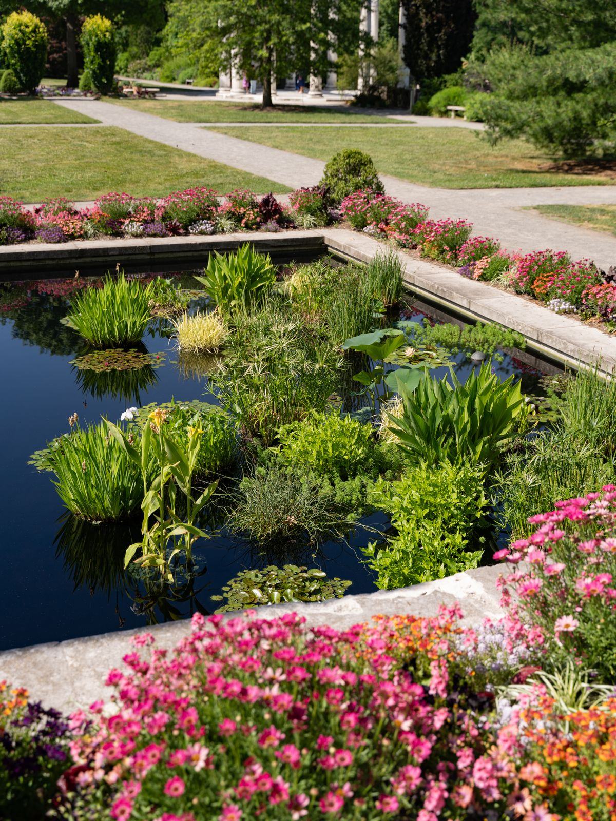 Plantes aquatiques de berge et de zone peu profonde au bord d'un bassin de jardin