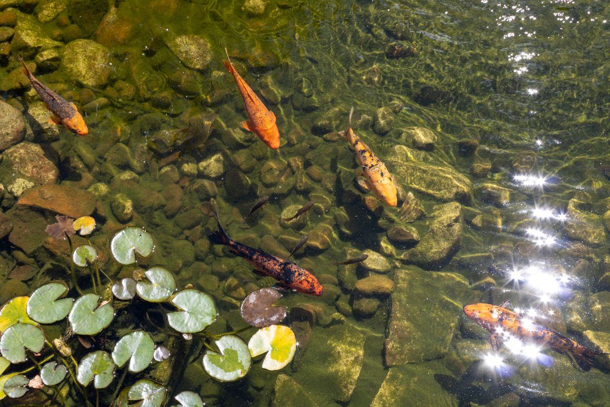 Carpes koï dans un bassin de jardin profond